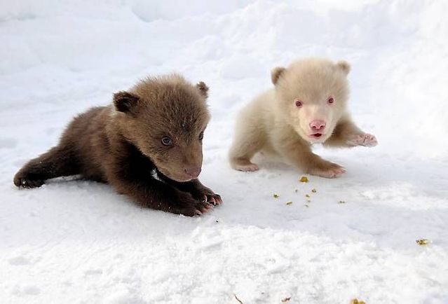 【画像】めずらしい色・模様の動物画像を集めましょう
