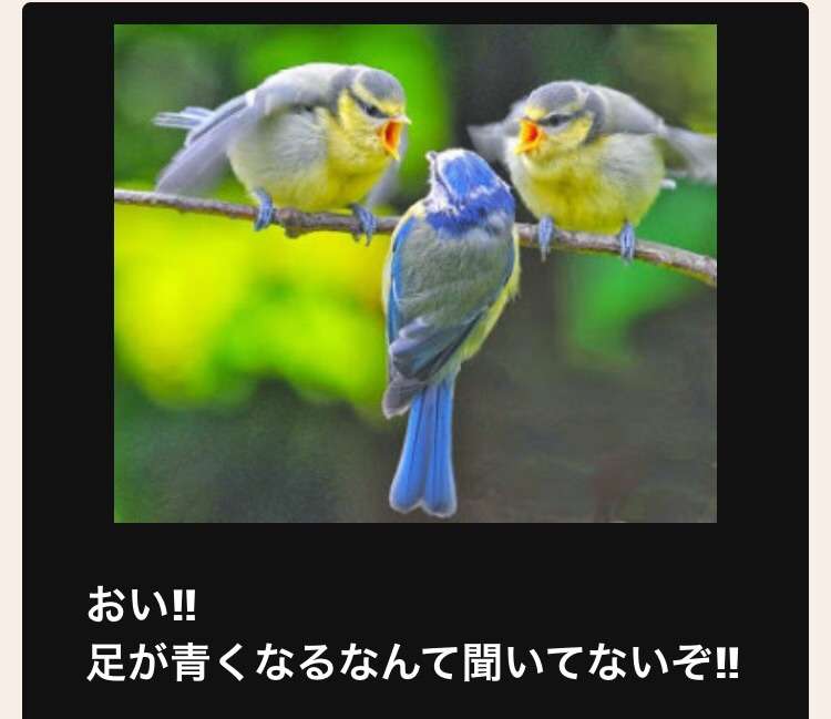 動物のボケて貼って下さい