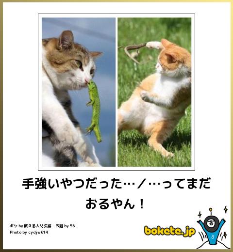 動物のボケて貼って下さい