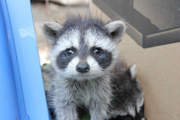 【画像】アライグマの画像が集まるトピ