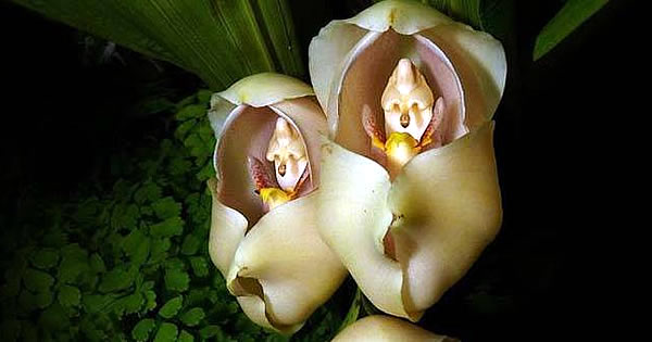 顔に見えちゃう画像（心霊モノは除く）