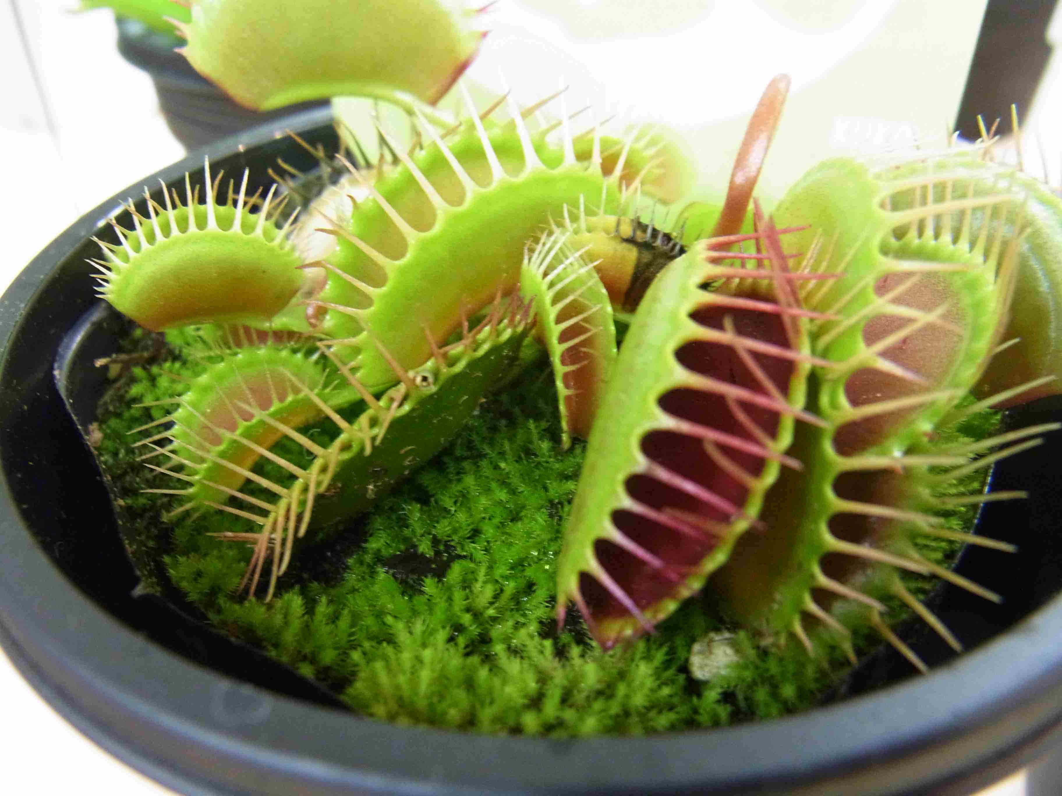【画像】面白い見た目の植物【ブツブツ禁止】