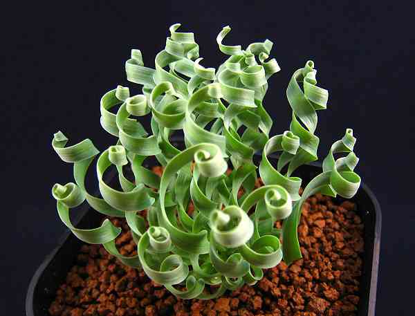 ゲチリス sp. - Succulent Box Ruchia