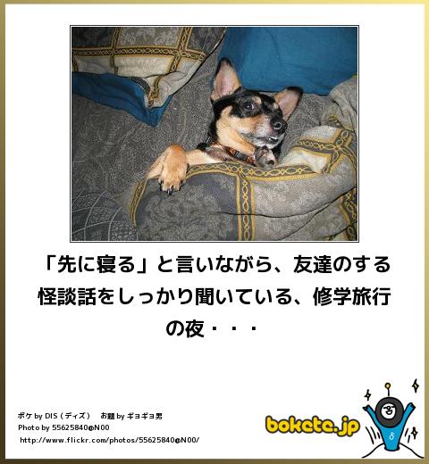動物のボケて貼って下さい