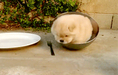 iamawaterlily i iz stuck gif | WiffleGif