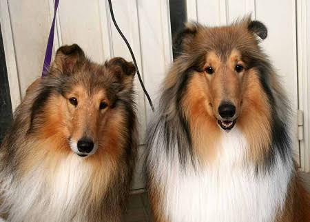 1番好きな犬の種類教えて