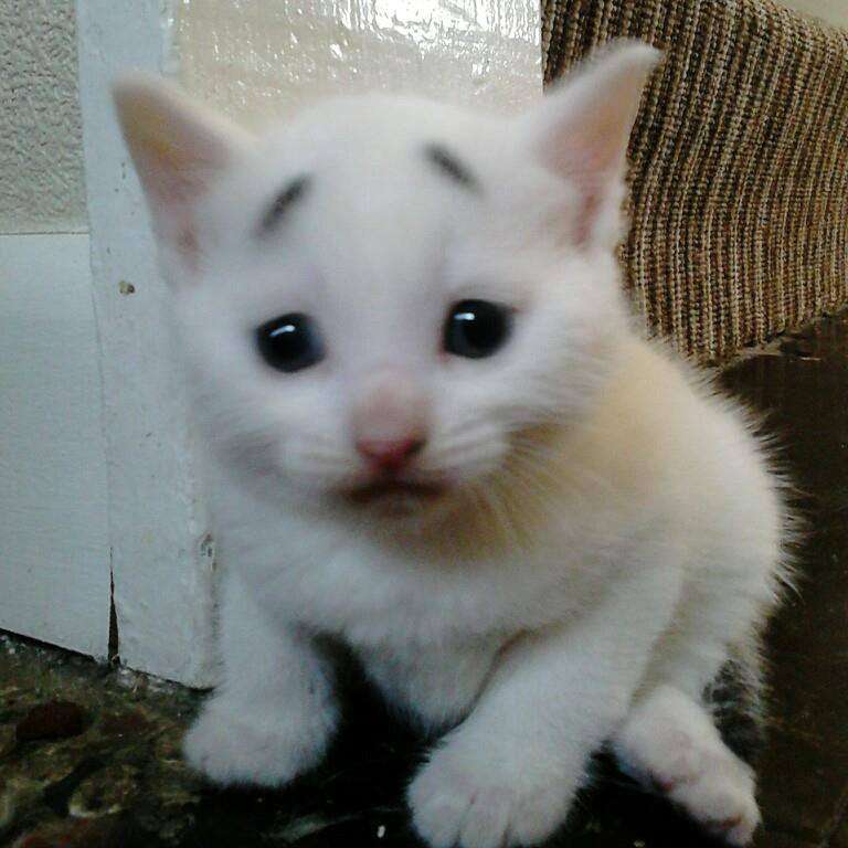 不安そうな動物の顔を貼るトピ