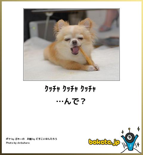 動物のボケて貼って下さい