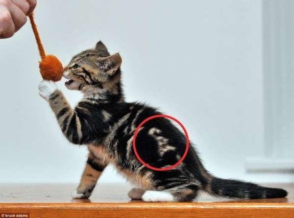 【画像】めずらしい色・模様の動物画像を集めましょう