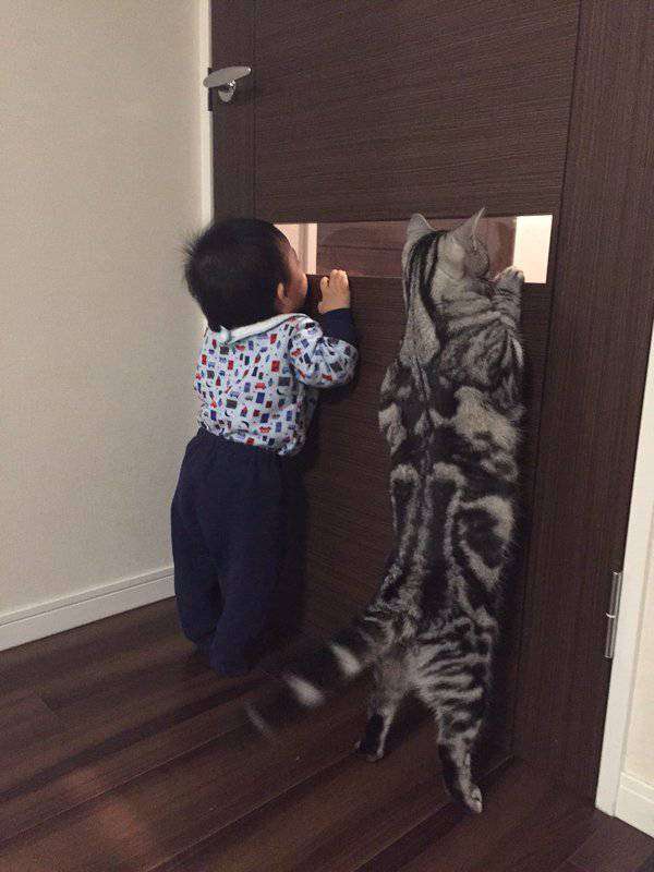 犬と猫どちらも好きな人が集まるトピ♡