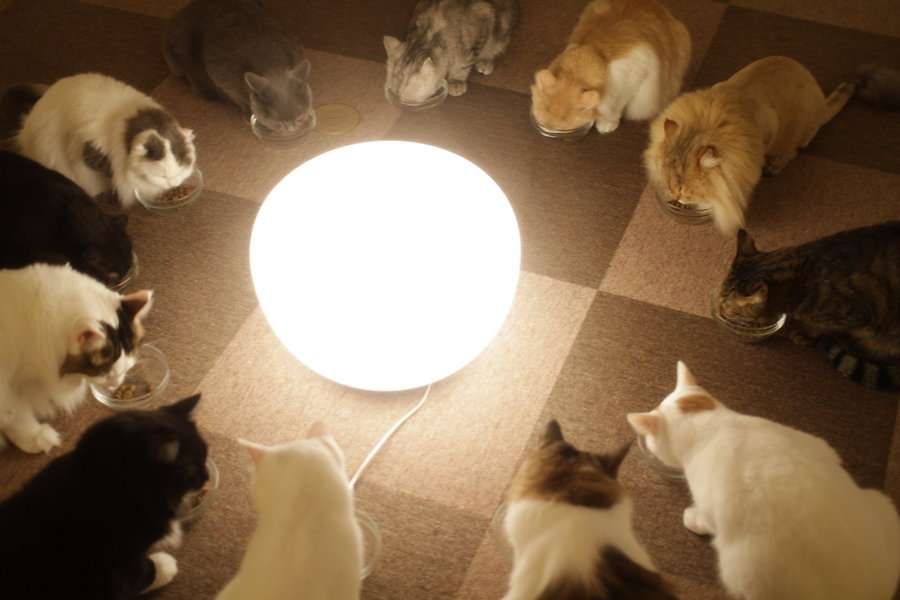 ガルちゃん猫カフェ5号店オープンしました
