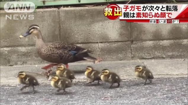 カルガモ一家に緊急事態！子ガモが小さな穴から側溝に次々と落下