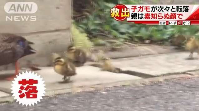 カルガモ一家に緊急事態！子ガモが小さな穴から側溝に次々と落下