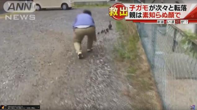 カルガモ一家に緊急事態！子ガモが小さな穴から側溝に次々と落下