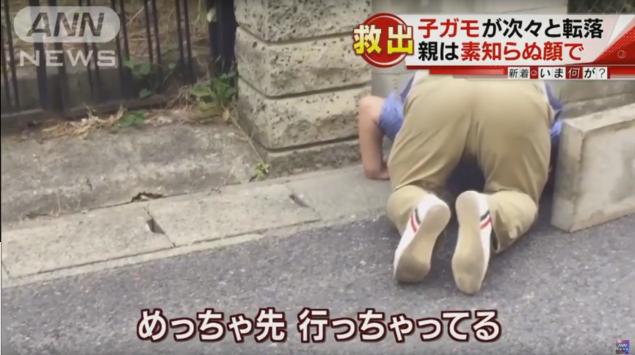 カルガモ一家に緊急事態！子ガモが小さな穴から側溝に次々と落下