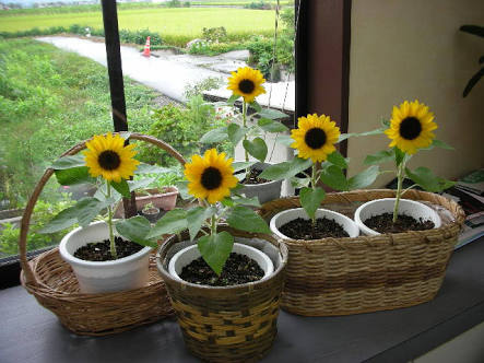 観葉植物やお花に癒されてる人