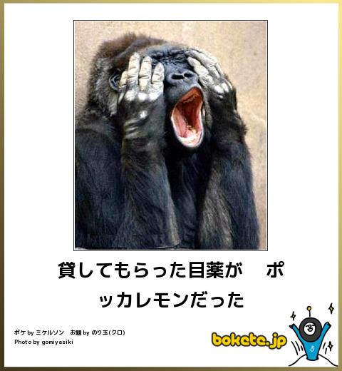 動物のボケて貼って下さい