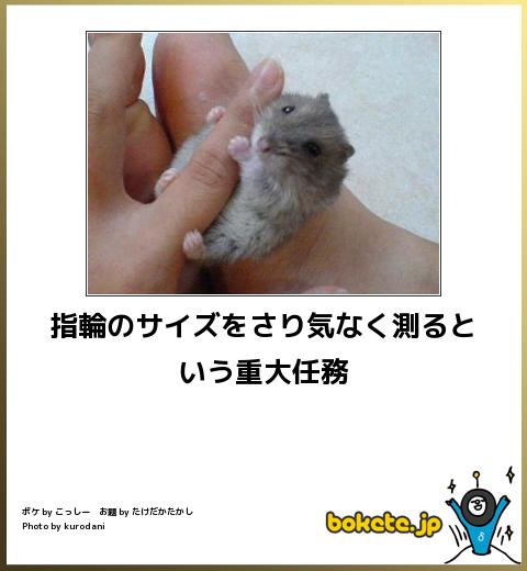動物のボケて貼って下さい