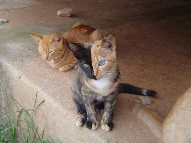 【画像】めずらしい色・模様の動物画像を集めましょう