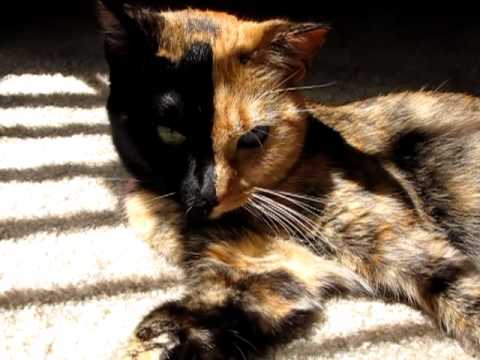 Venus the Chimera split face, two face, odd eye, 2 diff color eyes... cat gone viral - YouTube