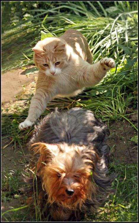 犬と猫どちらも好きな人が集まるトピ♡