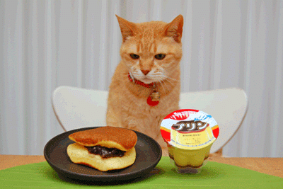 ガルちゃん猫カフェ5号店オープンしました