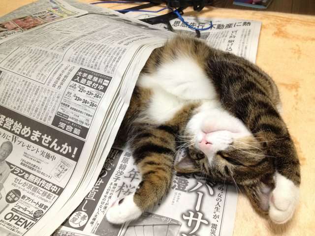 ガルちゃん猫カフェ5号店オープンしました