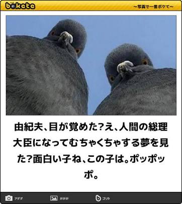 動物のボケて貼って下さい