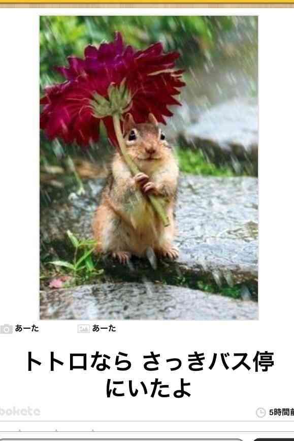 動物のボケて貼って下さい