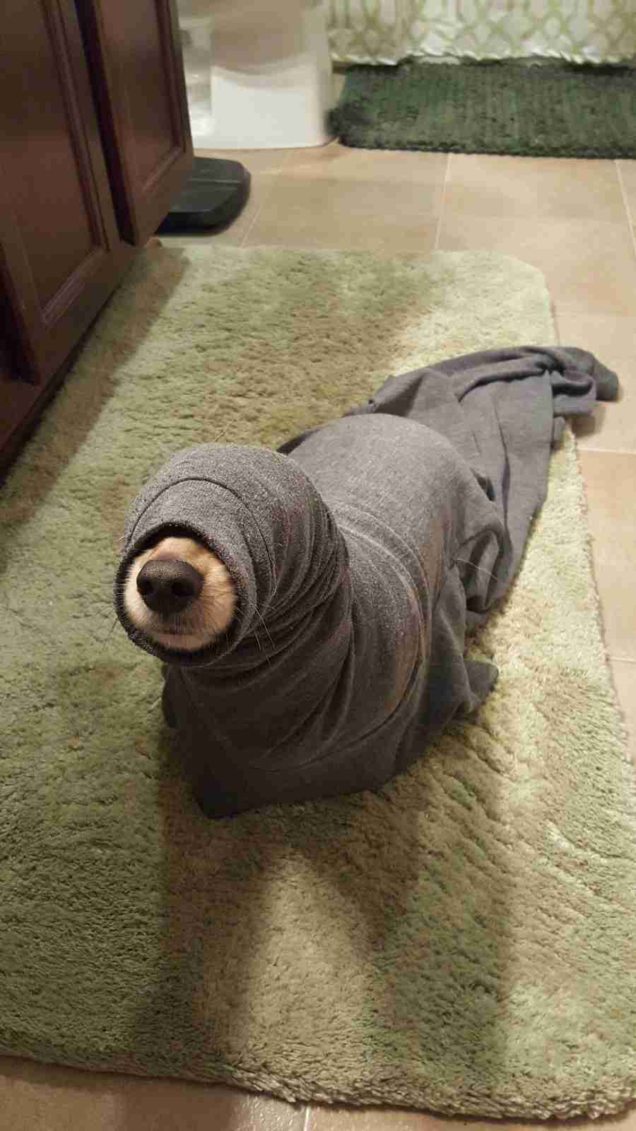 動物のボケて貼って下さい