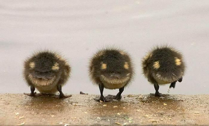 顔に見えちゃう画像（心霊モノは除く）