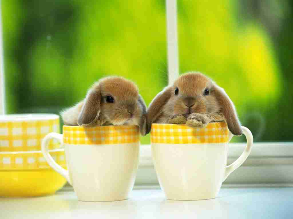 【画像】はまりまくる動物たち