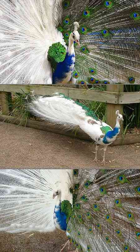 【画像】めずらしい色・模様の動物画像を集めましょう