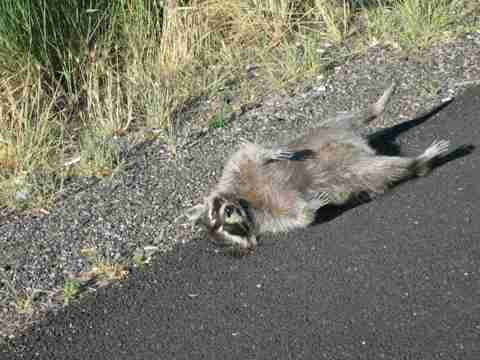 【画像】アライグマの画像が集まるトピ