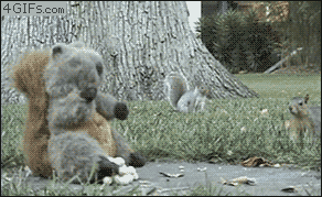 【画像】リスの画像が集まるトピ【動物】
