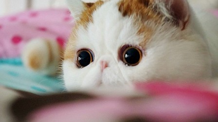 猫の可愛い画像下さい
