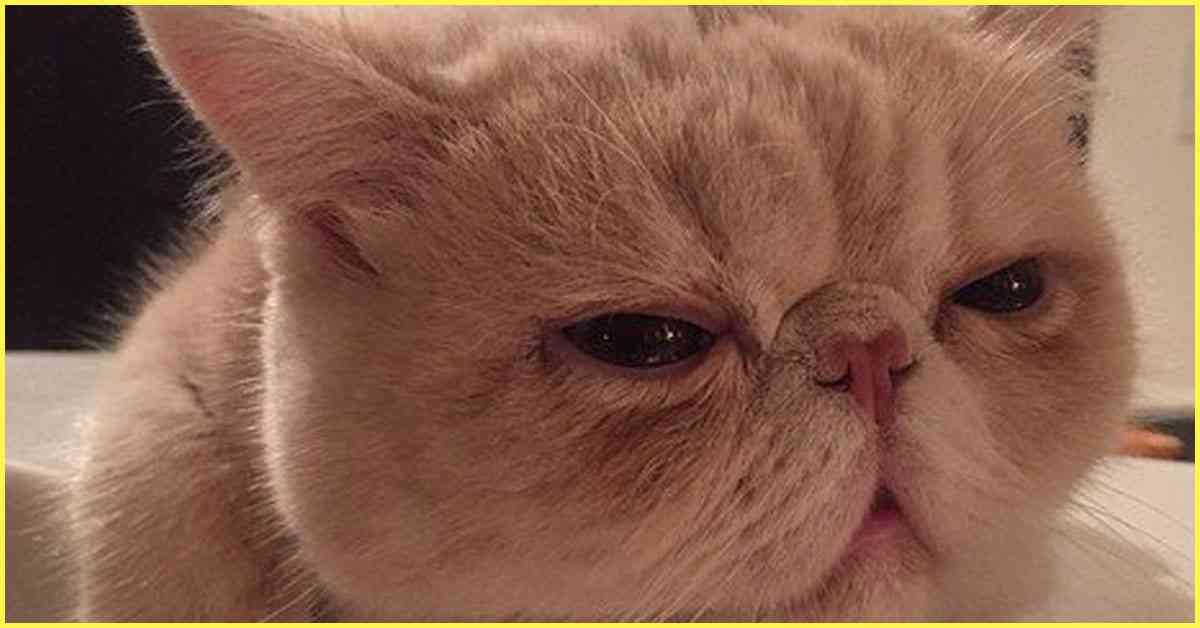 ブサカワ猫といったらこの子！Instagramで大人気の3匹を紹介！ | ANIMALive
