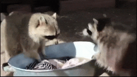 【画像】アライグマの画像が集まるトピ