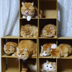 【画像】はまりまくる動物たち