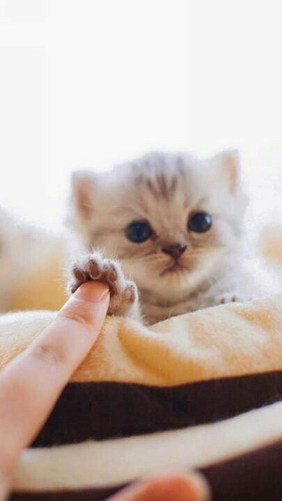 猫の可愛い画像下さい