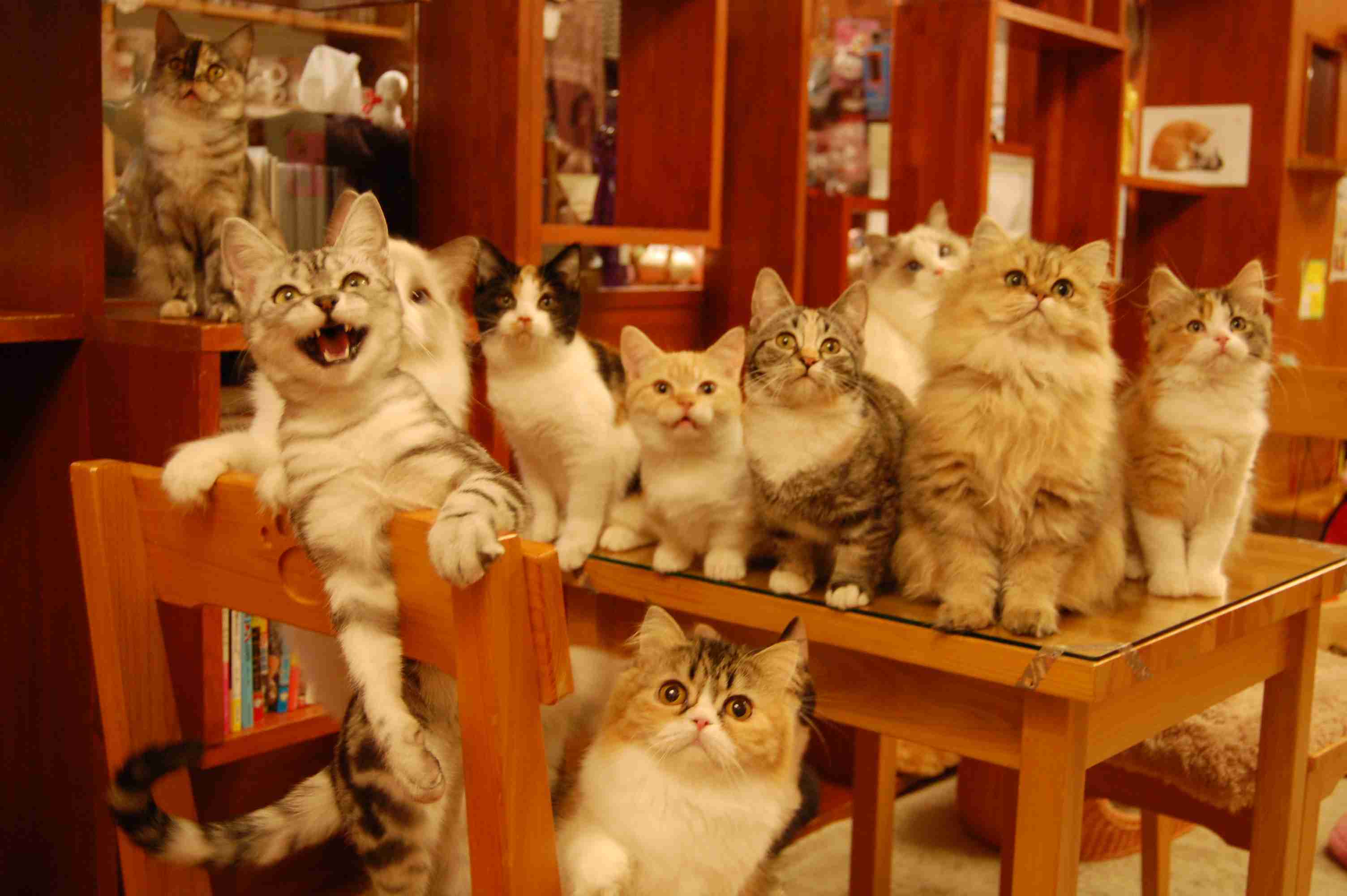 ガルちゃん猫カフェ5号店オープンしました