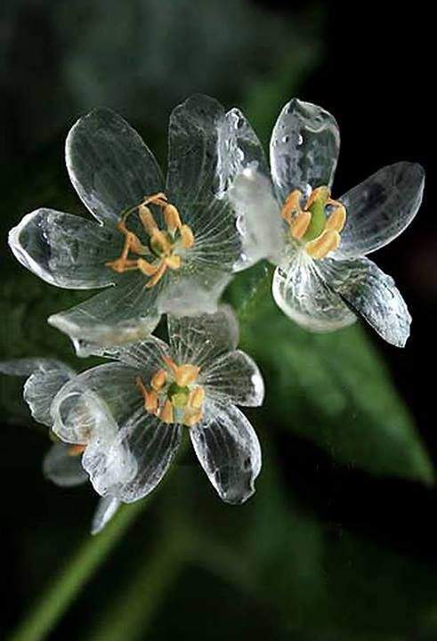【画像】面白い見た目の植物【ブツブツ禁止】