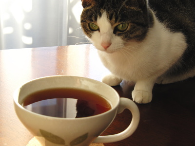 ガルちゃん猫カフェ5号店オープンしました