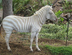 【画像】めずらしい色・模様の動物画像を集めましょう