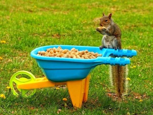 【画像】リスの画像が集まるトピ【動物】