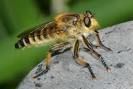 害虫を駆逐して陰ながら私たちを助けてくれる「益虫」たち。 - NAVER まとめ