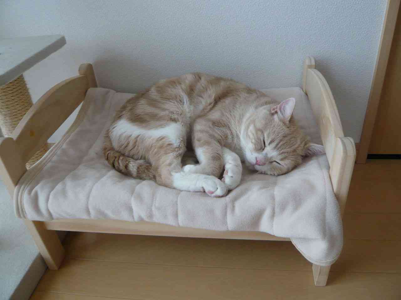ガルちゃん猫カフェ5号店オープンしました