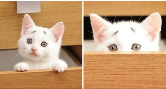 不安そうな動物の顔を貼るトピ