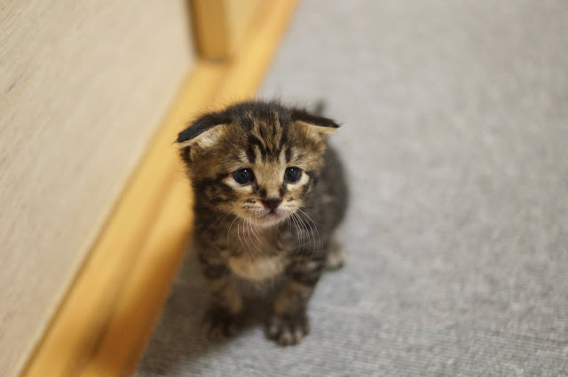 猫の可愛い画像下さい