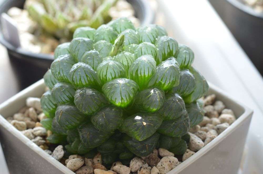【画像】面白い見た目の植物【ブツブツ禁止】